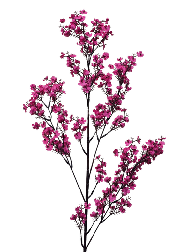 peach blossom branch