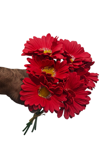 Daisy red