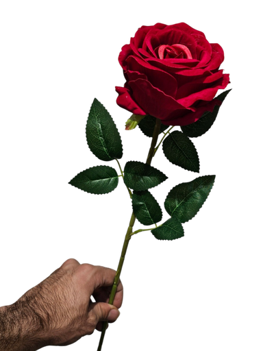 Singular Rose