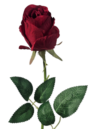 Red Rose