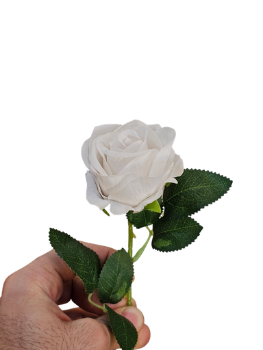 singular white rose