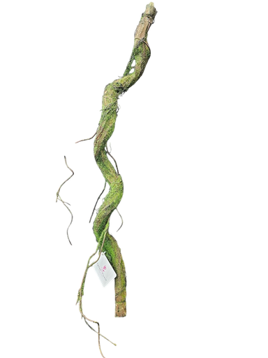 ڕەگ 100 سانتیمەتر