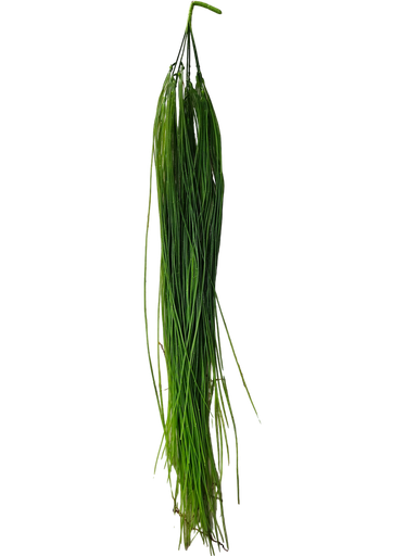 گەڵا هەڵواسراوەکان