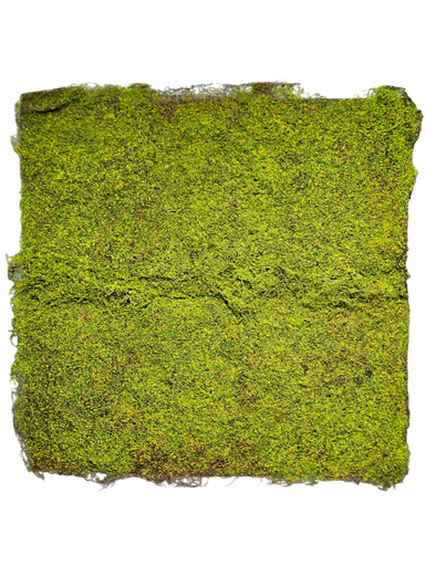 Carpet moss