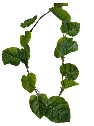 أوراق كبيرة معلقة