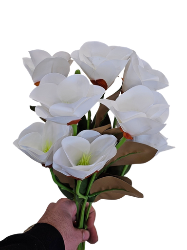 ماغنوليا البيضاء