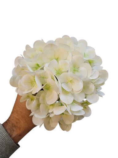 هایدرانگیا تاک