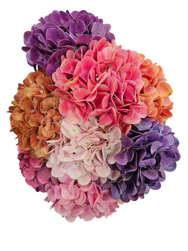 الهدرانج المفرد