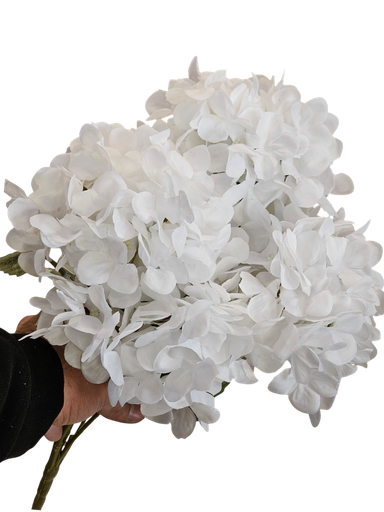 Hydrangea White