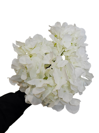 Hydrangea White