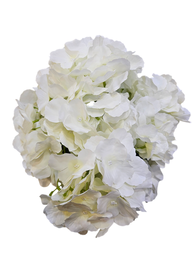 Hydrangea White