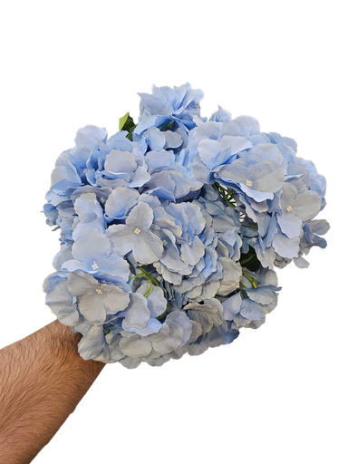 blue hydrangea