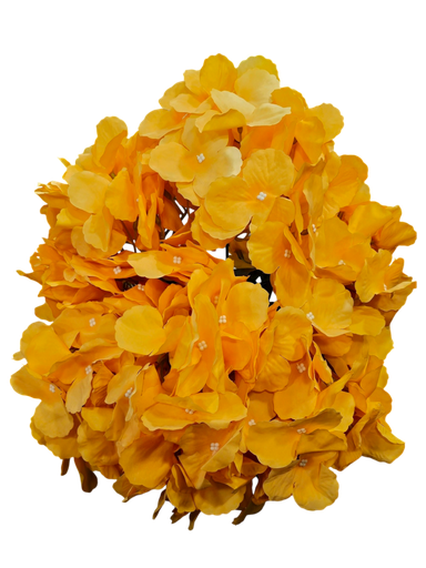 Orange hydrangea