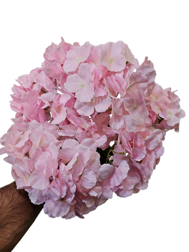 Hydrangea pink