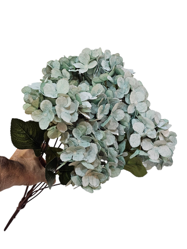 Blue Hydrangea