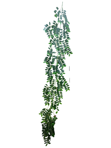 180 cm leaves