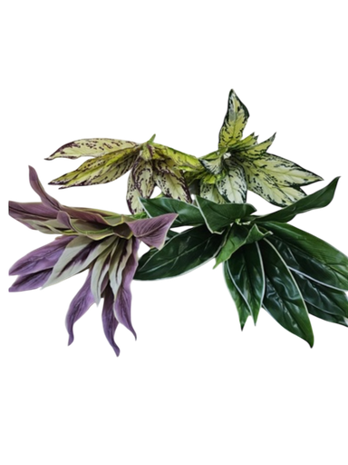 فروع الأوراق