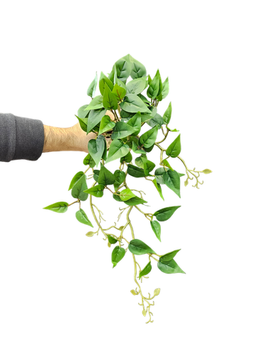 فروع الأوراق