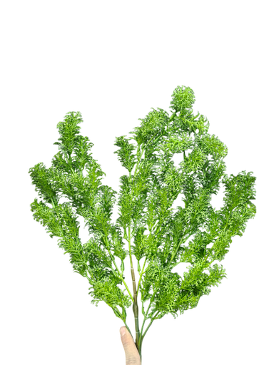 فروع الأوراق