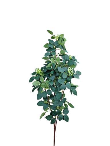 فروع الأوراق