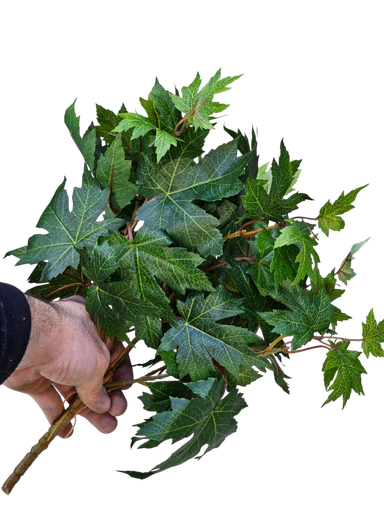 گەڵاکانی هایدرا