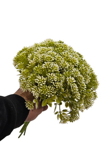 التشيبسوفيليا