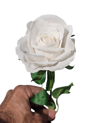 گوڵەباخی سپی تاک