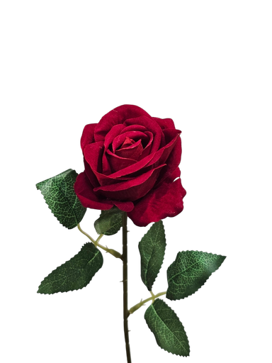 singular red rose