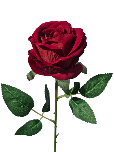 singular red rose