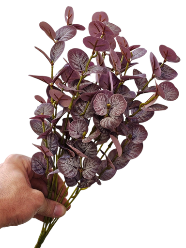 الأوكالبتوس