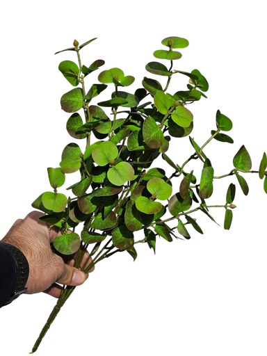 الأوكالبتوس