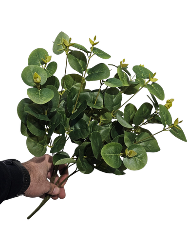 یوکالیپتوس