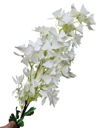 لقی گوڵەکان