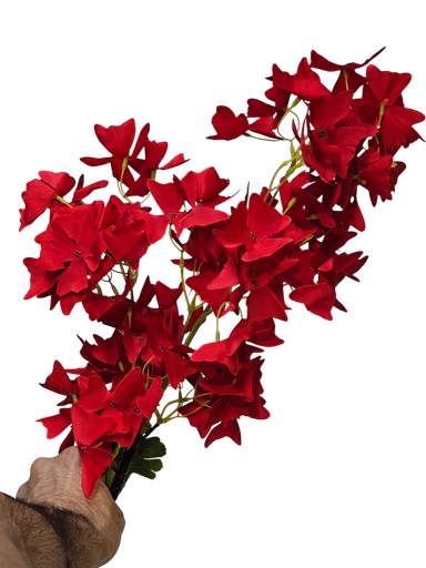 لقی گوڵەکان