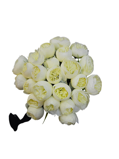 گوڵی پیۆنی سپی