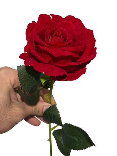 گوڵەباخی سوور