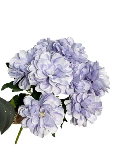 گوڵی جەربێرای مۆر