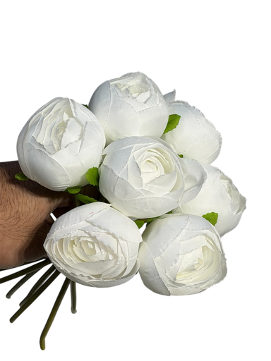 الفاوانيا البيضاء