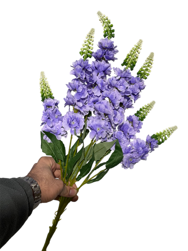 گوڵی ویستریا